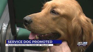 Good boy! Millcreek police's PTSD dog Tuck receives promotion