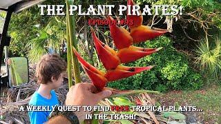 Finding FREE Tropical Plants in the Trash! The Plant Pirates Episode #93