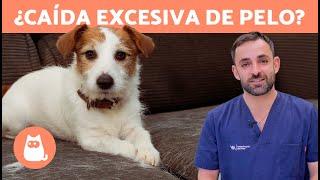 ¿Por qué a mi PERRO se le CAE mucho el PELO?  (Causas y Remedios)