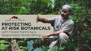 Protecting At-Risk Botanicals with Forest Farming & Responsible Wildcrafting