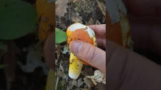 Caesar's Amanita, the mythical mushroom