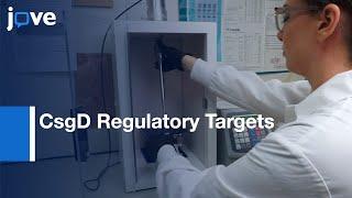 CsgD Regulatory Targets Discovery by ChIP | Protocol Preview