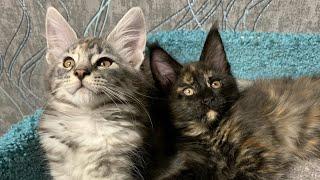 Милые котята Мейн Кун #котятамейнкун