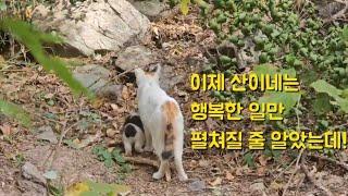 산이네 가족에겐 이제 행복할 일만 펼쳐질줄 알았는데..산이가 너무 가엽습니다. 동네 까미는 중성화 후 날 원망합니다