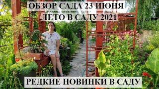 Обзор сада 23 июнь | Цветущий сад летом | НОВЫЕ РАСТЮШКИ В САДУ | ЛЕТО В САДУ 2021