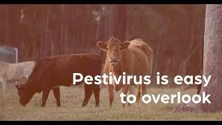 Pestivirus is easy to overlook Dr. Lee Taylor. QLD Cattle Vet