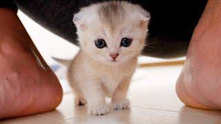 The kitten that goes into sweet mode when it's time to eat is cute.