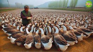 Lion-Head Goose Farm, Amazing and Incredible Large Scale Lion-Head Goose Farm in Guangdong, China.