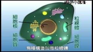 科學小原子 (Little Science Hunters) - 82 - 毒魚藤 (Derris)