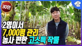 내륙최초 바나나 농사 7000평 매출 순수익 공개