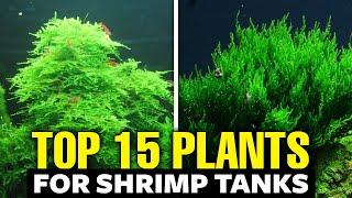 The 15 BEST Plants for Shrimp Tanks