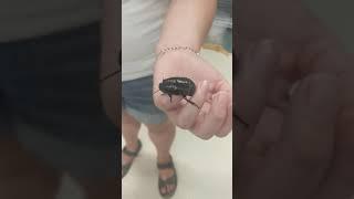 Madagascar Hissing Cockroaches