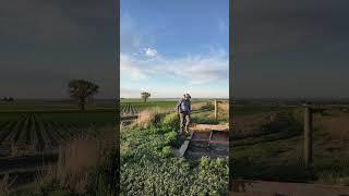 Dividing the Water   4K #irrigation #dividingbox #water #farming