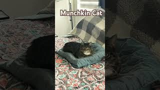 Russian Blue vs Munchkin Cats - The Ultimate Size Showdown