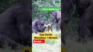 WEW, DUA GORILA MENYIKSA SEEKOR MONYET DIHUTAN, LIHAT AKHIRNYA MARAH SERANG BALIK ⁉️ #viral #animals