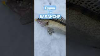 Поймал судака на балансир! Поклевка отдай удочку # #рыбалка #fishing #судак