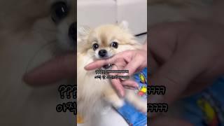 엄마 vs 아빠 6가지 개인기 시켰을 때 양갱이 반응 차이