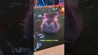 These Cute Animals Can Actually Kill You