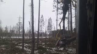 Будни оператора харвестера