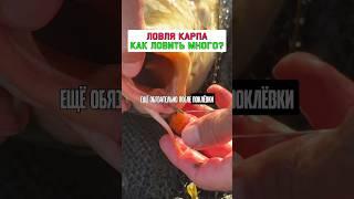 Как ловить карпа? #карпфишинг