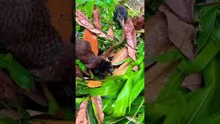 #독사 #cobra #snake #닭을 #trending #animals #막달려갑니닭 #birds #국립생물자원관 #동물키우기 # 독수리가 코브라를 잡다