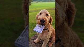 $10,000  Fetch   #doodle #dog #goldendoodle