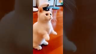 FUNNIEST CATS VIDEOS  / ROFL CATS 3 / #cats #shorts #shortsfunny