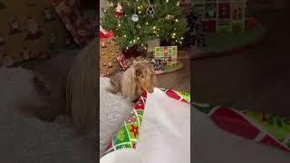 How to wrap your weenie this Christmas #dachshund #burritotrick #dogtraining #dogtrick #dogtricks