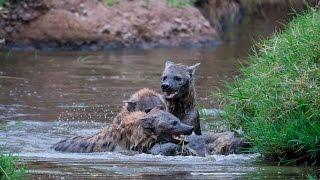 Hyenas fighting in water