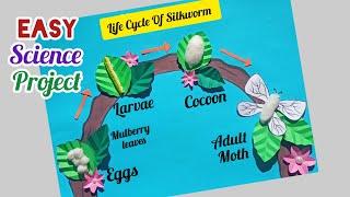 Life Cycle Of Silkworm Science Project/ Life Cycle Of Silkworm Science Model/ Science TLM Easy