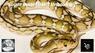 Super Dwarf Unboxing from Reach Out Reptiles