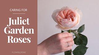 How to Care for Juliet Garden Roses - Flower Moxie Product Video