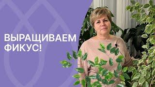 Как вырастить дома большой и красивый фикус!