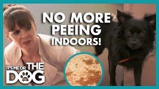 Stop your Dog from Peeing in the House | It’s Me or The Dog