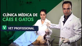 Clínica Médica de Cães e Gatos l VET Profissional