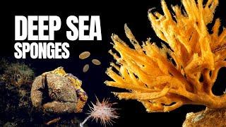 The Mysterious Realm of Deep Sea Sponges