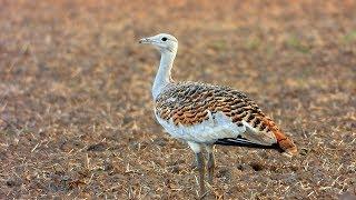 Drop velký (Otis tarda),Großtrappe,Great bustard