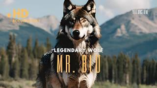 Mr. BLUE y la manada del lago Wapiti | Wapiti Lake Pack - Documental #viral #lion #animals #wolf