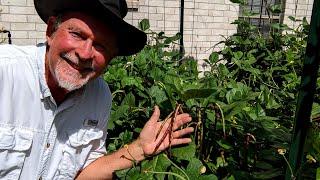 More Cow Peas - Pink Eye Purple Hull