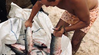 Рыбалка в Израиле. Кефаль,Окунь-каменный. Средиземное море