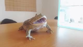 frog reeee when a normie touch him