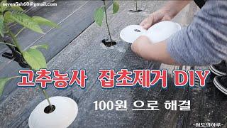 고추농사 탄저예방 잡초방지 수분관리 DIY !! 청도의하루 텃밭농사 고추재배 시골 이야기