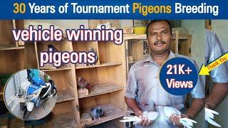 30 Years of Tournament Pigeons Breeding | Dreamer Paul Vlog | Tamil