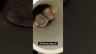 Why Do Geckos Do This 