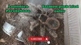 lasiodora Parahybana #nature #tarantula #bigspider