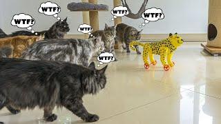 Leopard Invasion: Maine Coon Cats' Epic Reaction