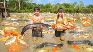 Come Help Phuong and Toan Harvest Lots Of Fish, Sell Fish - Take cassava and cook food for pigs