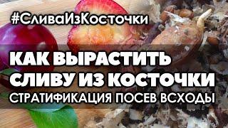  Как вырастить сливу из косточки в домашних условиях | Стратификация. Посев. Всходы.