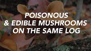 Poisonous & Edible Mushrooms On The Same Log — Learn Your Land