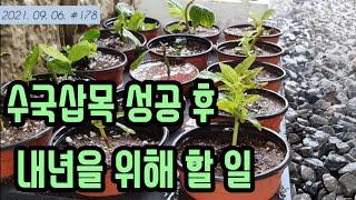 수국 삽목 성공 후 해야 할일